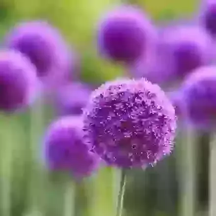 Alliums
